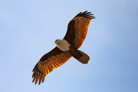 Adler im Flug